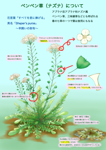ペンペン草（色付き完成版）