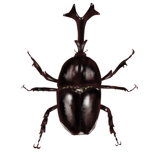 カブトムシ