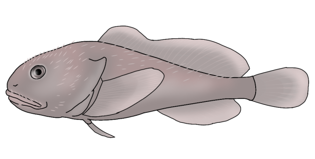 Blobfish render