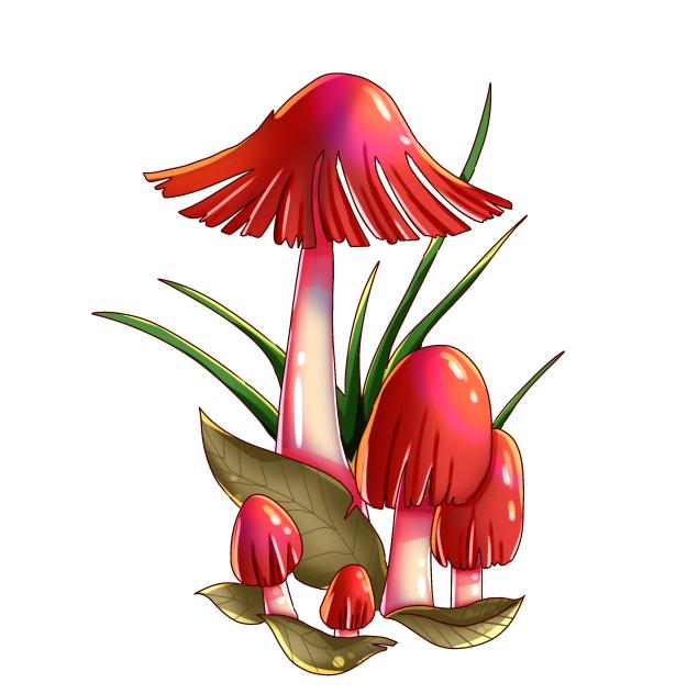 The Mushroom
