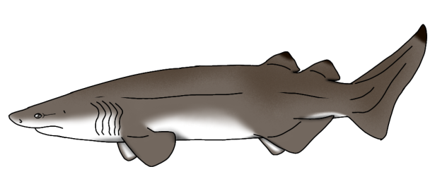 Gibbechinorhinus lewyi render