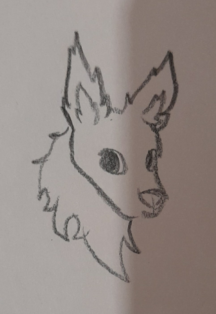 D O G