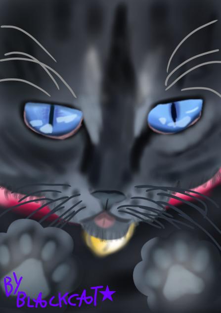 Black cat