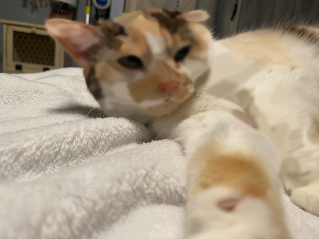 My new cat named Cricket (pt. 1)