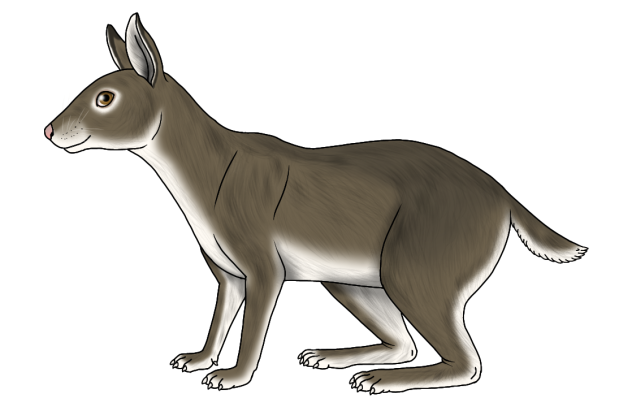 Pachyrukhos elongatus