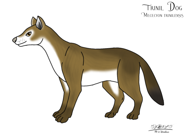 Mececyon trinilensis