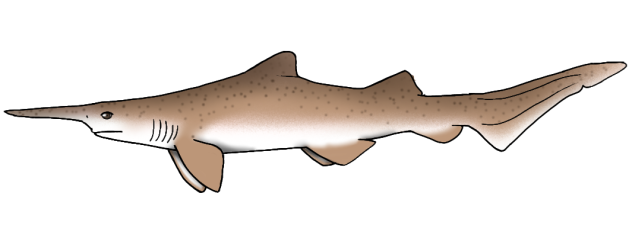 Scapanorhynchus raphiodon2