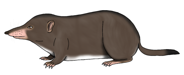 Robust Short-tail Shrew render
