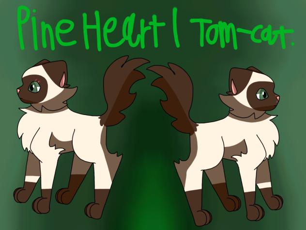 PineHeart, ThunderClan, Tom-Cat. Eeeee