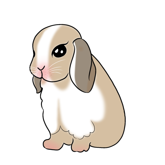 cute rabbit