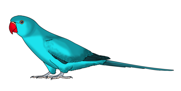 Rose Ringed Parakeet cyan