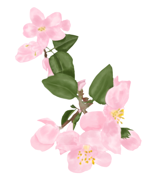 blossoms