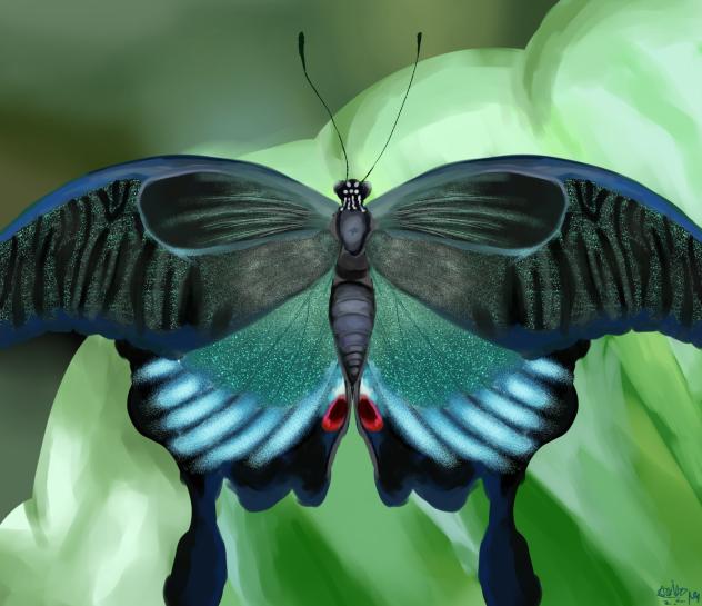 Paris Peacock butterfly