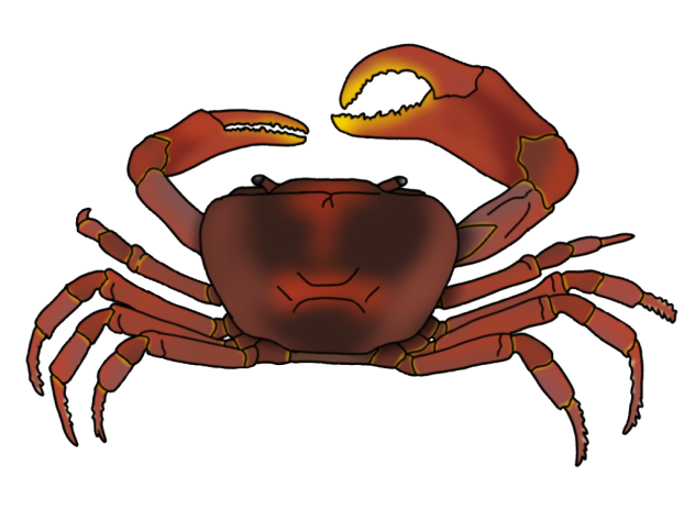 Potamonautes amathole render
