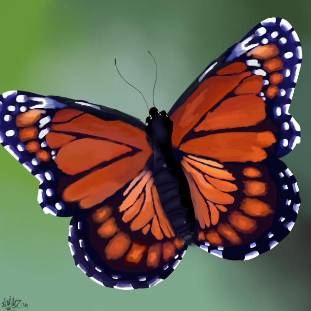 Viceroy butterfly