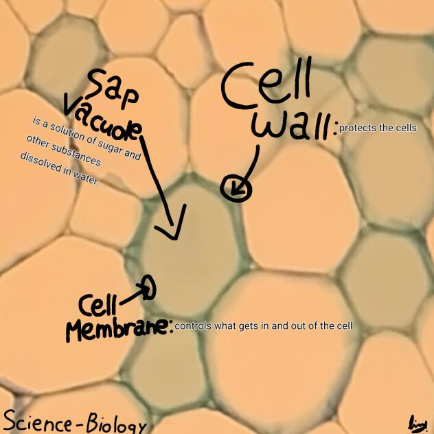 Biology - Cells