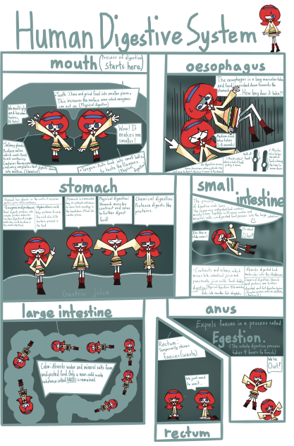 Human digestive system project