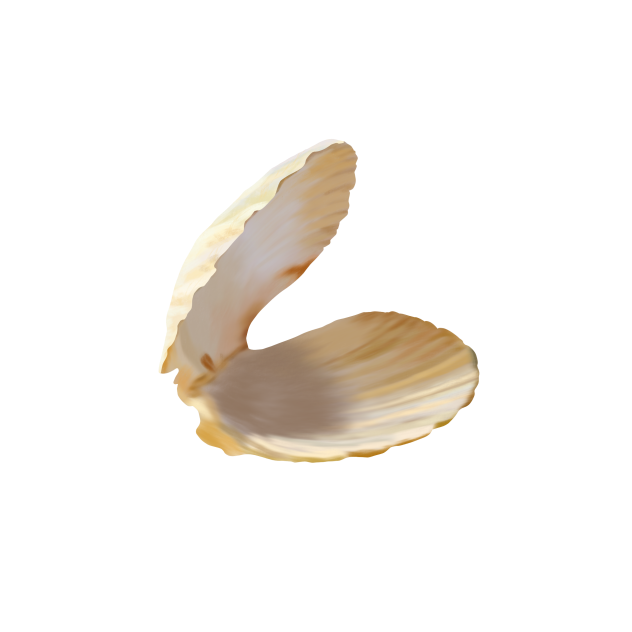 oyster