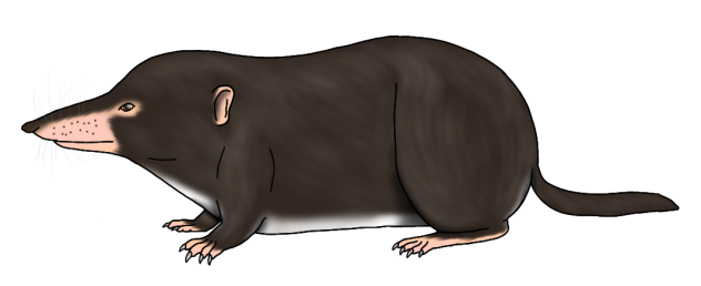 Loyzaga's Short-tail Shrew render