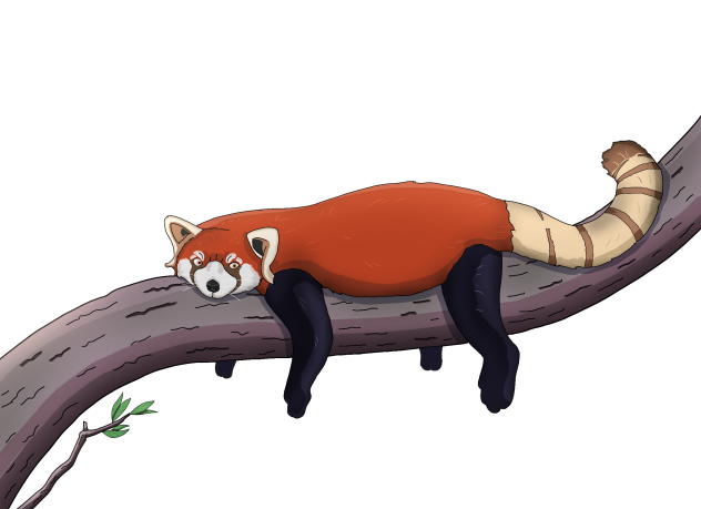 Red Panda