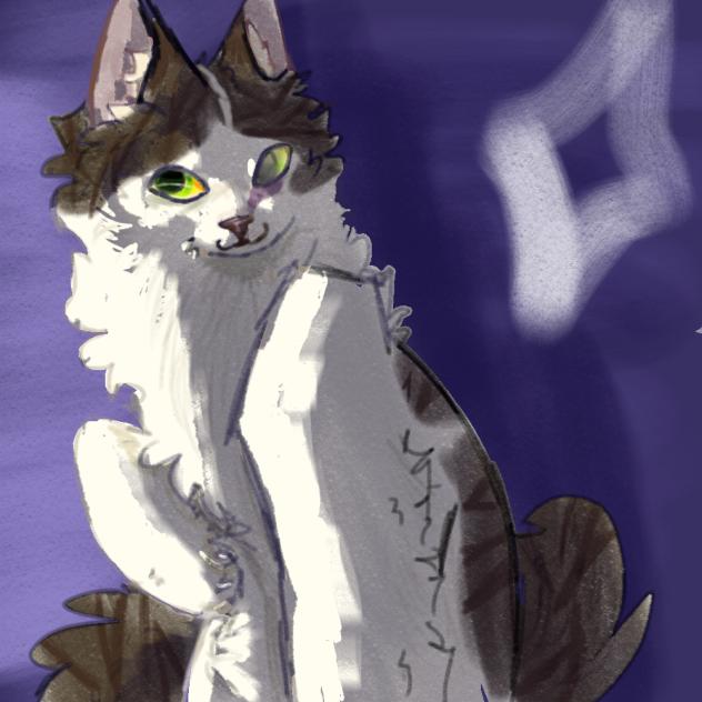 An old cat of mine