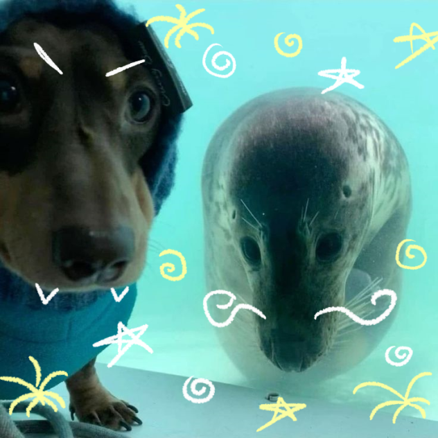 I heart seal