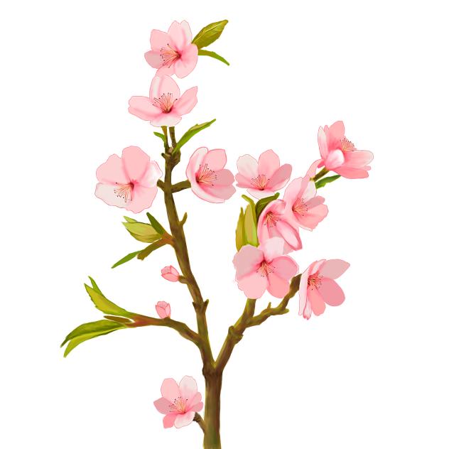 Sakura Flower