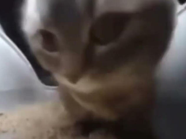 Chipi chipi chapa chapa cat