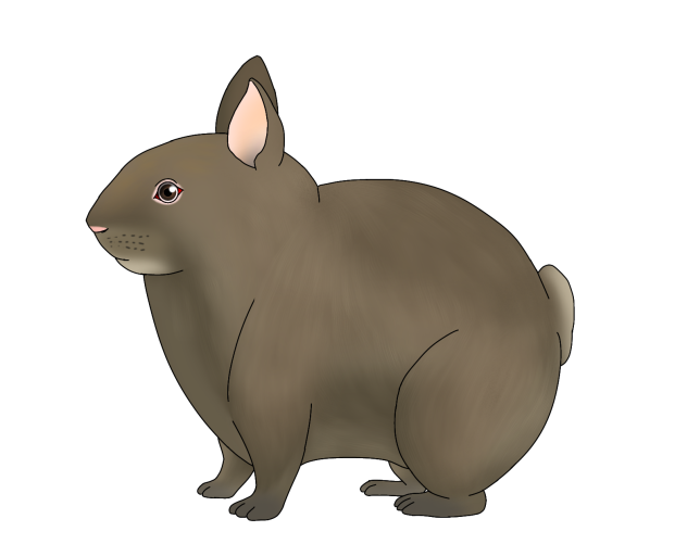 Teporingo revamp