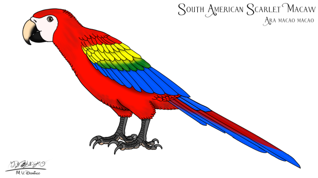 Southern Scarlet Macaw