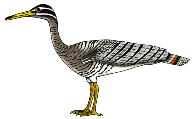 Sawintiran Sunbittern re-trim render