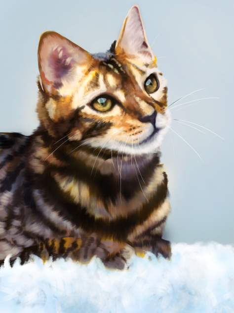 ベンガル猫