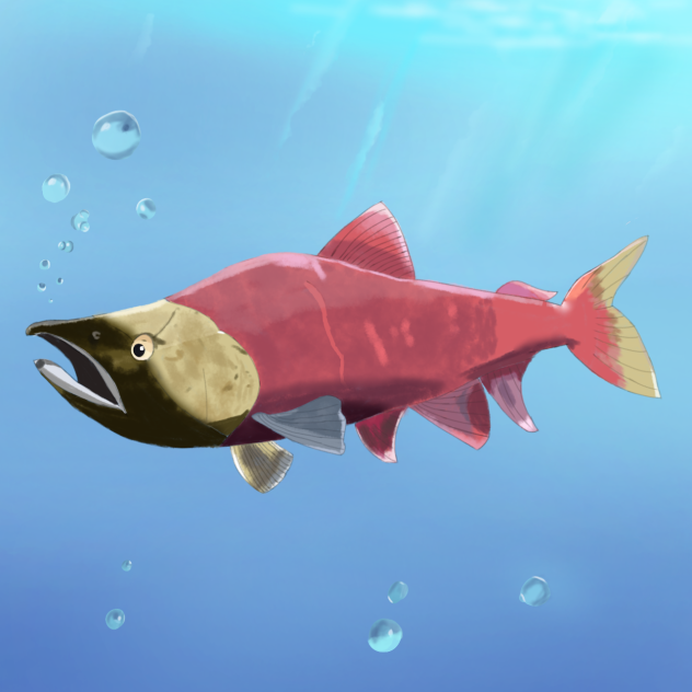 紅鮭（ベニザケ）