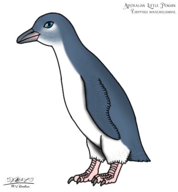 Australian Little Penguin resize