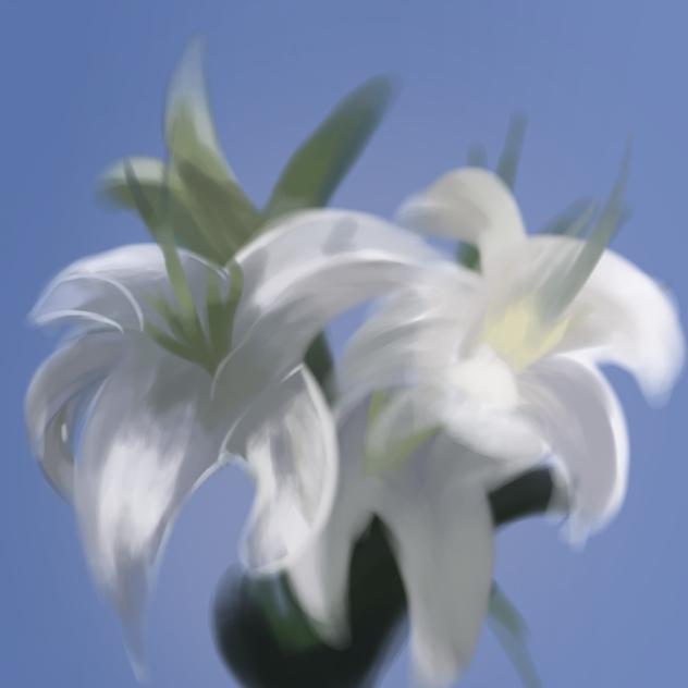 White Lily