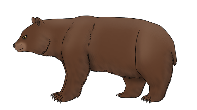Brown Bear2