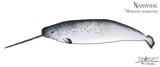 Narwhal male