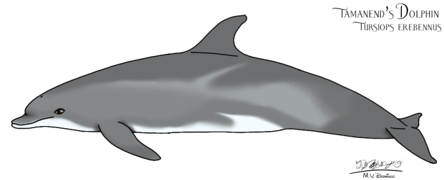 Tamanend's Bottlenose Dolphin