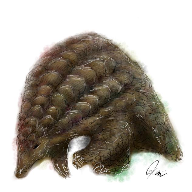 センザンコウ　Pangolin