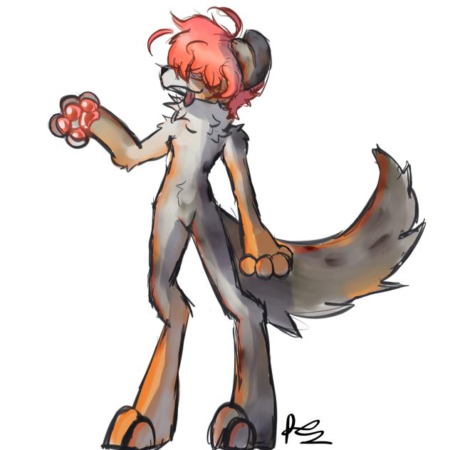 Australian shepherd com