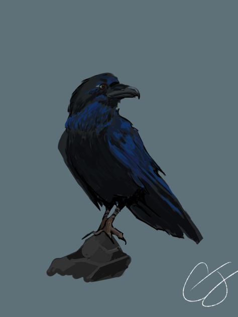 raven
