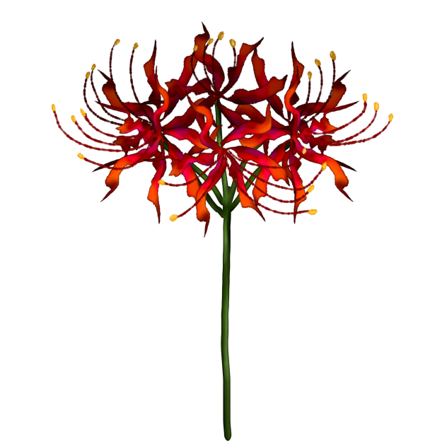 Spider Lily IbisPaint