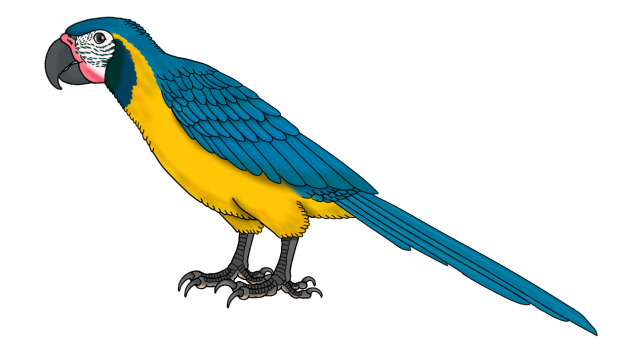 Blue Throated Macaw2