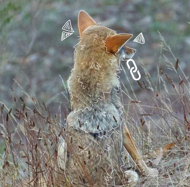 ⭐️Coyotelinker⭐️