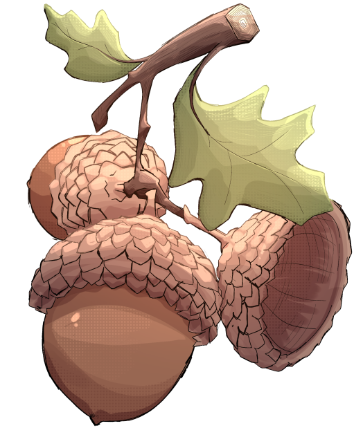 Acorns