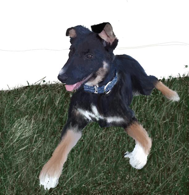 Ellie the dog
