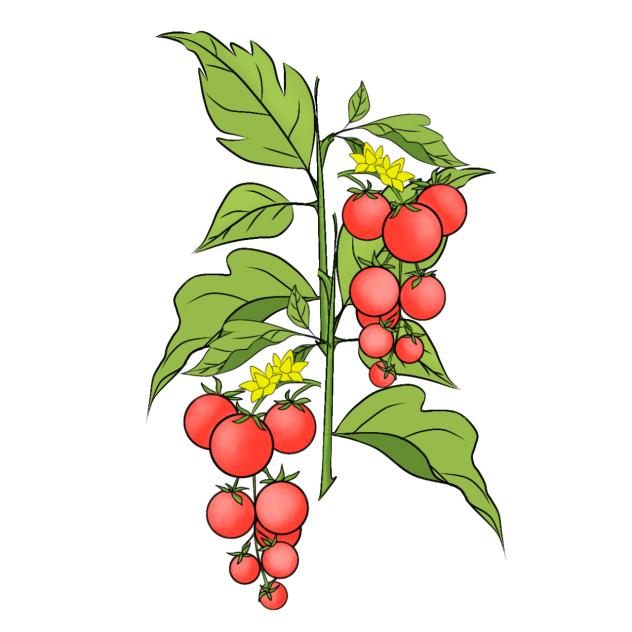 Plant Tomato 02