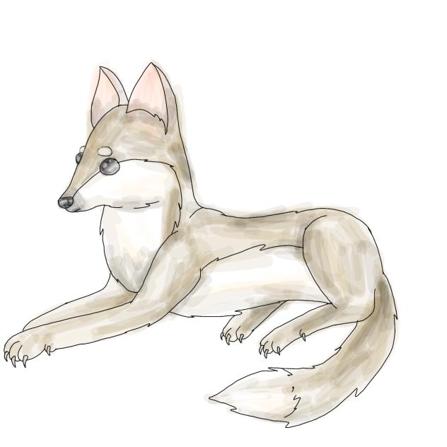 coyote
