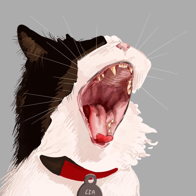 kitty kitty