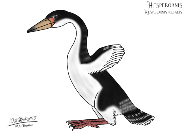 Hesperornis regalis